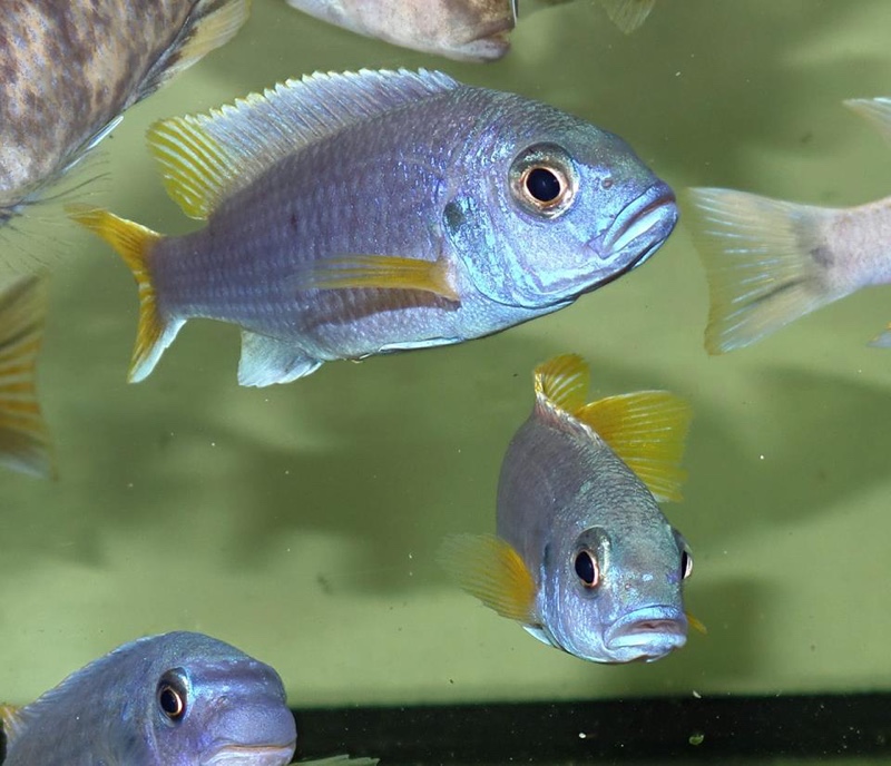Pseudotropheus sp. 'acei' Chimwalani Reef